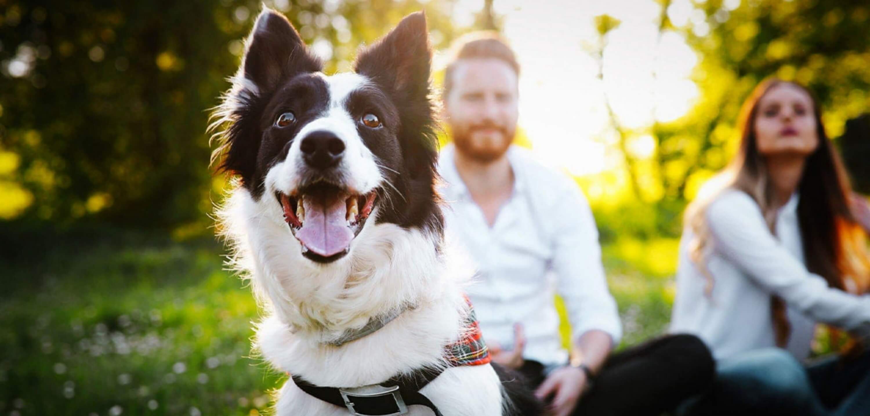 How to Stop Dog Barking at Night: Humane Anti-Bark Collar Solution