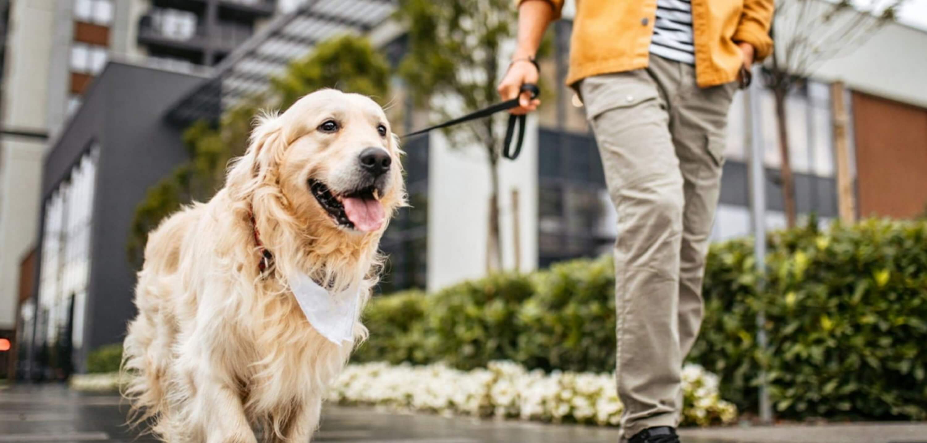 Puppy Training Collar for Small Dogs: Gentle & Safe Solutions for Tiny Pups